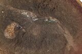 Fossil Shrimp (Peachocaris) Nodule Pos/Neg - Illinois #262574-1